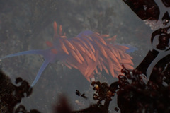 Flabellinopsis iodinea