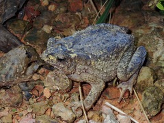 Ingerophrynus philippinicus
