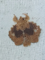 Euglyphis vitripuncta