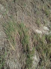 Sporobolus virginicus