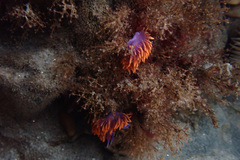 Flabellinopsis iodinea