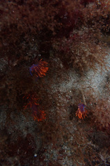 Flabellinopsis iodinea