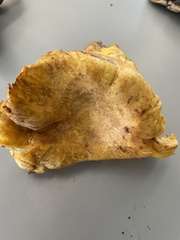 Cantharellus californicus