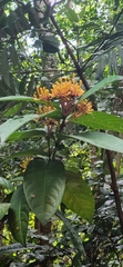 Ixora congesta