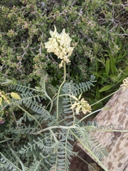Astragalus trichopodus