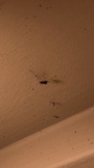 Culiseta inornata
