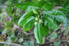 Calophyllum inophyllum
