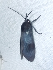 Thysanoprymna