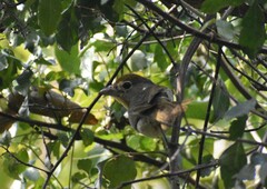 Piranga roseogularis