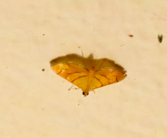 Orphanostigma haemorrhoidalis