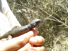 Sceloporus mucronatus