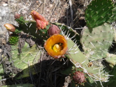 Opuntia lasiacantha