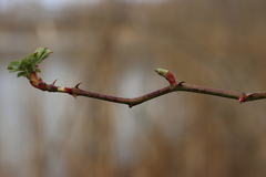 Rose rosette emaravirus
