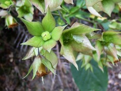 Trichodesma calycosum