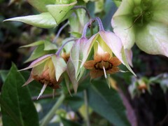 Trichodesma calycosum