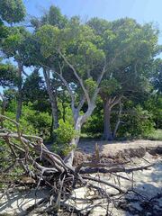 Planchonella cinerea
