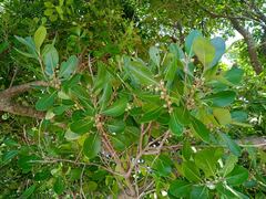 Planchonella cinerea