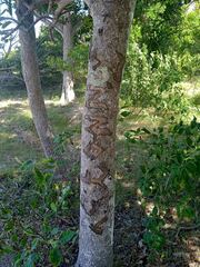 Elaeodendron curtipendulum