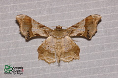 Krananda oliveomarginata