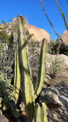 Lophocereus schottii