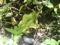 Pinguicula moranensis