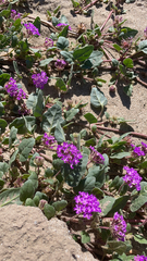 Abronia villosa