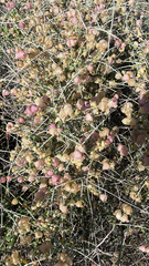 Scutellaria mexicana