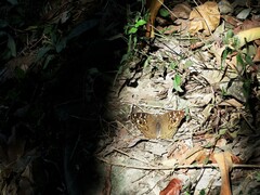 Junonia lemonias aenaria