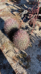 Ferocactus cylindraceus