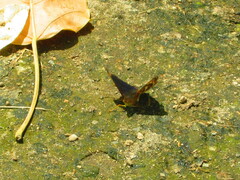 Doxocopa