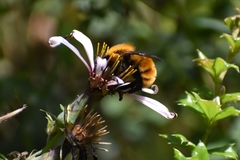 Bombus dahlbomii