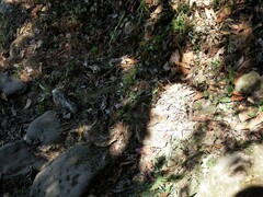 Junonia lemonias aenaria