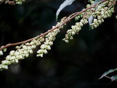 Stachyurus himalaicus