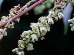Stachyurus himalaicus