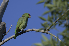 Amazona finschi × viridigenalis
