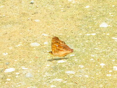 Doxocopa