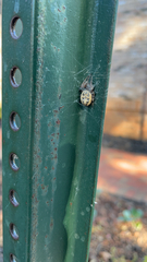 Larinioides cornutus