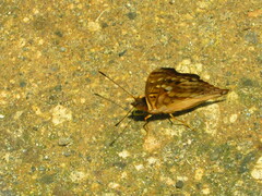 Doxocopa