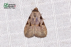 Chorsia costimacula