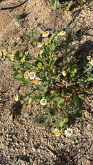 Perityle emoryi