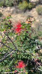 Calliandra californica