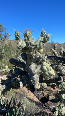 Cylindropuntia cholla