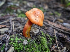 Rhodophana nitellina