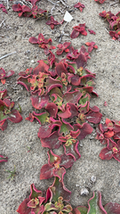 Mesembryanthemum crystallinum