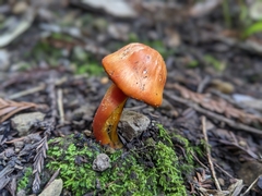 Rhodophana nitellina