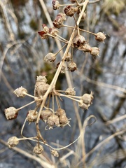Decodon