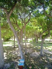 Planchonella cinerea