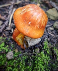 Rhodophana nitellina