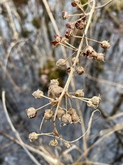 Decodon