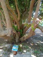 Excoecaria agallocha